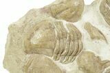 Ordovician Trilobite (Xenasaphus) Mortality Plate - Russia #368623-1
